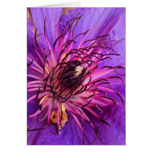 CARTE CLEMATIS