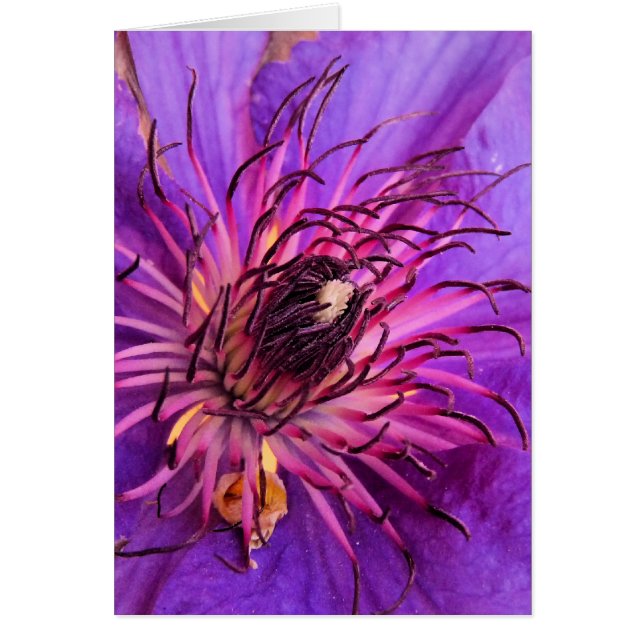 CARTE CLEMATIS (Devant)