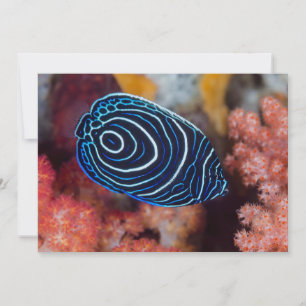 Carte Close-up de Emperor Angelfish