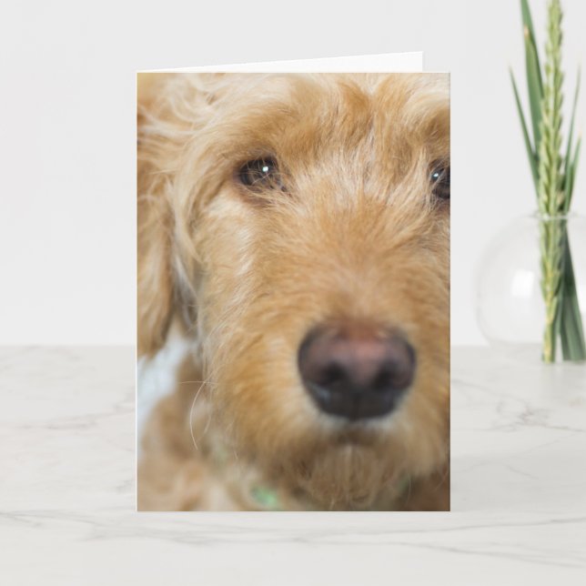 Carte Closeup de Goldendoodle (Devant)