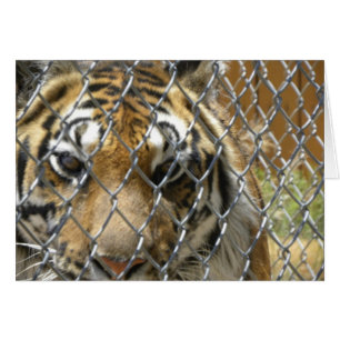 Carte clôturée de tigre (h)