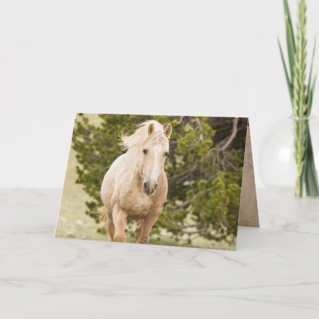 Carte Cloud Up the Hill Wild Horse Greeting Card (Devant)