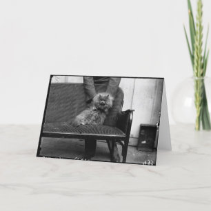 Carte Club de chat d'exposition - Mondial 493