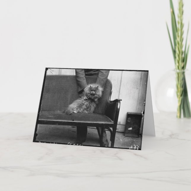 Carte Club de chat d'exposition - Mondial 493 (Devant)