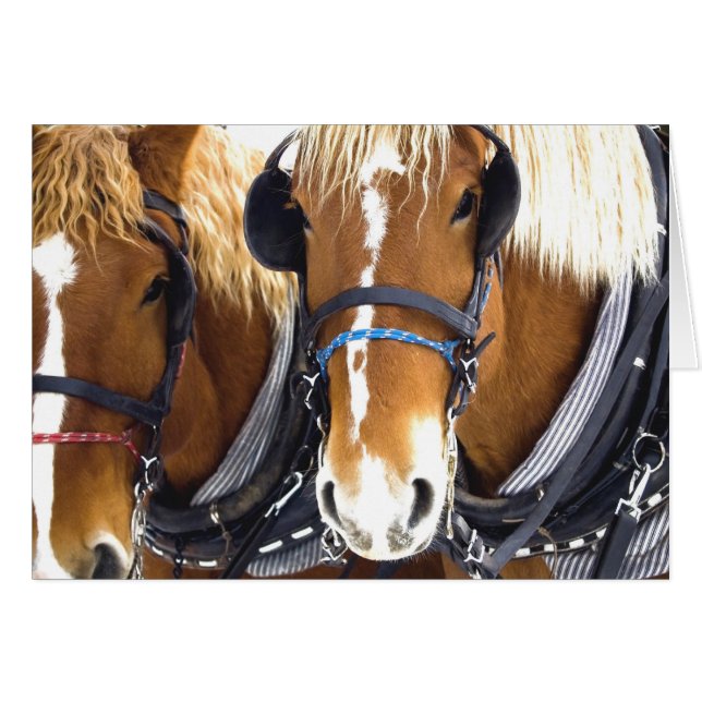 Carte Clydesdale Draft Hors (Devant horizontal)