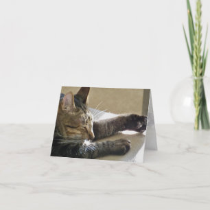 Carte (CN) - Nap de chat ou deux