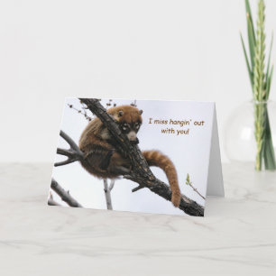 Carte : Coatimundi #5