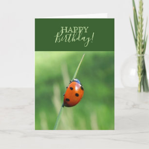 Carte Coccinelle sur une brin d'herbe