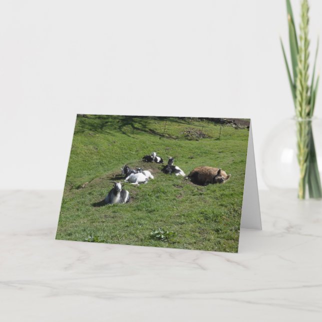 Carte Cochon avec des amis chevreaux (Devant)