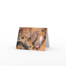 Cochons mignons Oxford Sandy & Black de la Grande-