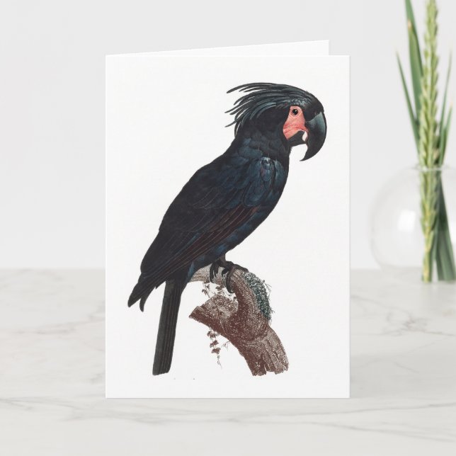 Carte Cockatoo de palme, perroquet de probosciger (Devant)