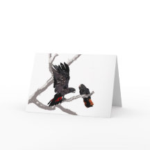 Cockatoo noir à queue rousse