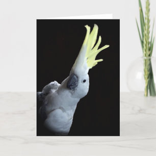 Carte Cockatoo Parrot
