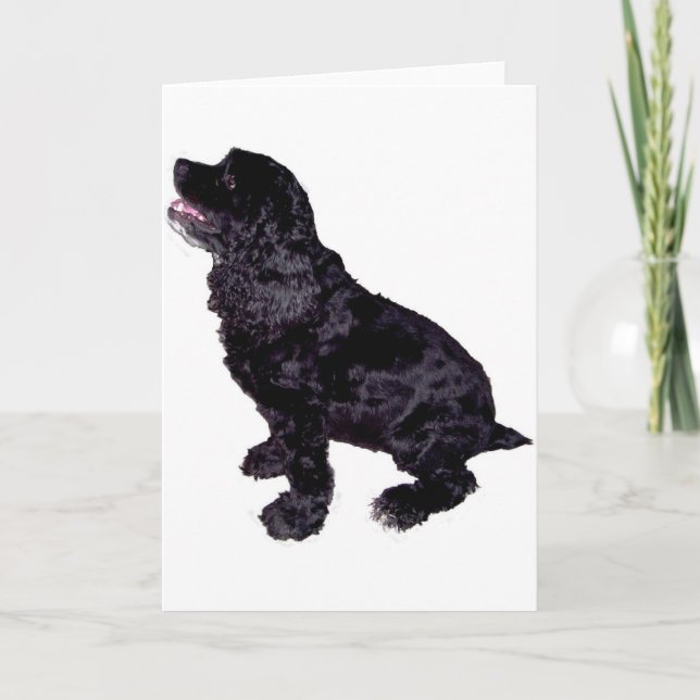 Carte Cocker Spaniel (Devant)