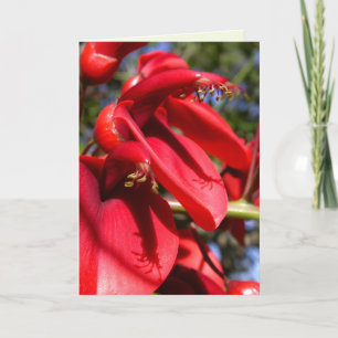 Carte Cockspur Coral Tree