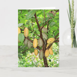 Carte Cocoa tree