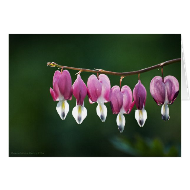 Carte Coeur Dainty (Devant Horizontal)