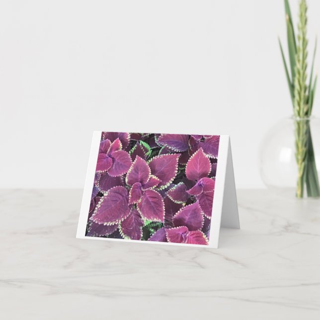 Carte Coleus (Devant)