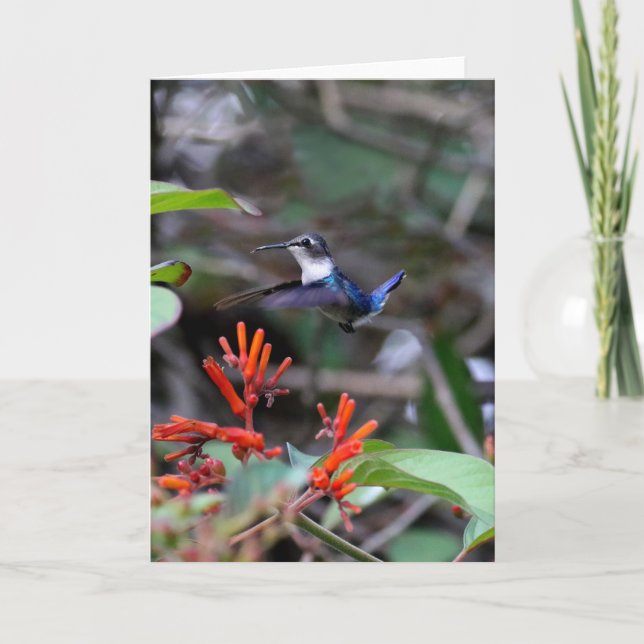 Carte Colibri en vol et fleurs rouges (Devant)