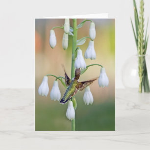 Carte Colibri Et Hyacinthe D'Été
