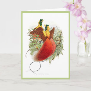 Carte Colibri rare - Loddigesia Mirabilis