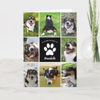 Collage de colliers de chien personnalisé en souve