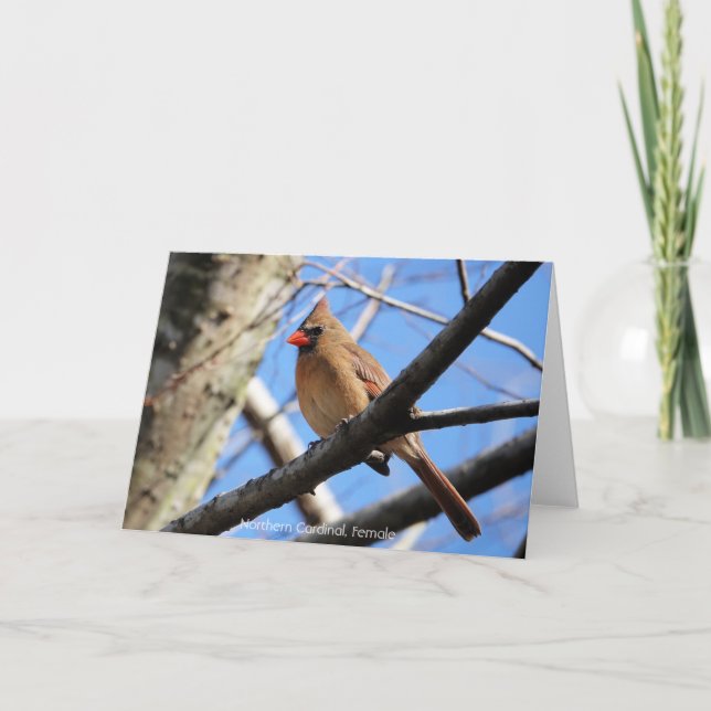Carte Collection d'oiseaux : Cardinal du Nord (notes en  (Devant)