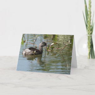 Carte Collection d'oiseaux : Petit Grebe (notes en blanc