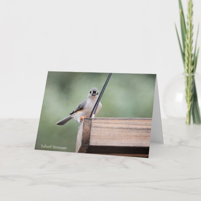 Carte Collection d'oiseaux : souris à pointes (notes vid (Devant)