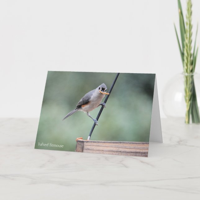 Carte Collection d'oiseaux : souris à pointes (notes vid (Devant)