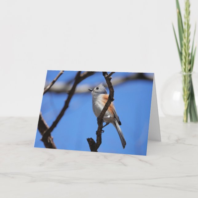 Carte Collection d'oiseaux : souris à pointes (notes vid (Devant)