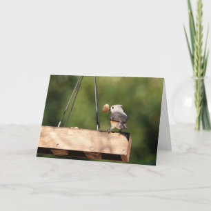 Carte Collection d'oiseaux : souris à pointes (notes vid