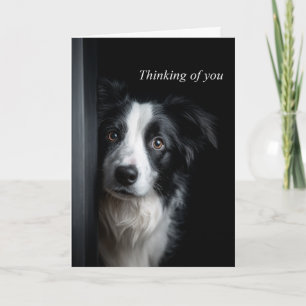 Carte Colley Border Collie