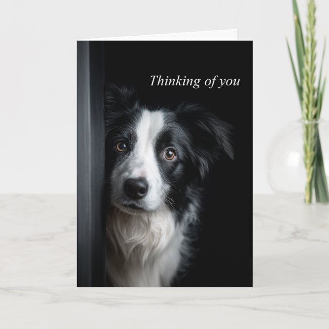 Carte Colley Border Collie (Devant)