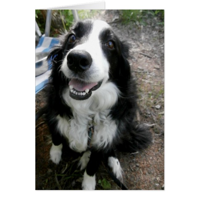 Carte Collie Bordure noire et blanche (Devant)