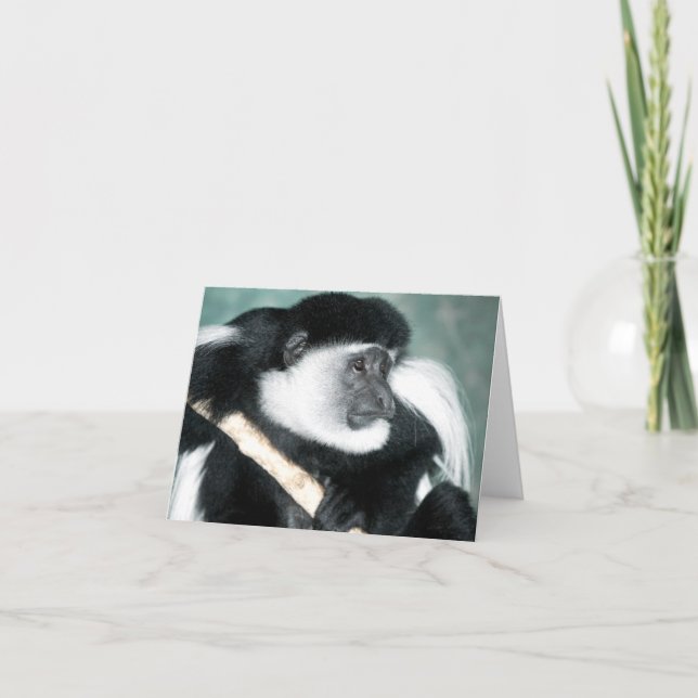 Carte Colobus Ricci (Devant)
