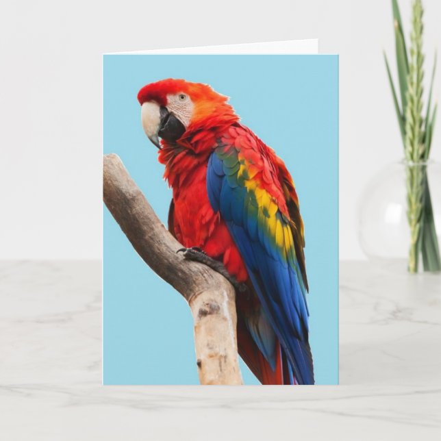 Carte Colorful Parrot Portrait (Devant)