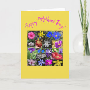 Carte colorfuspring