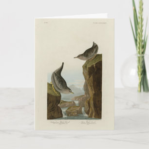 Carte Columbian Water Ouzel, Audubon's Birds of America
