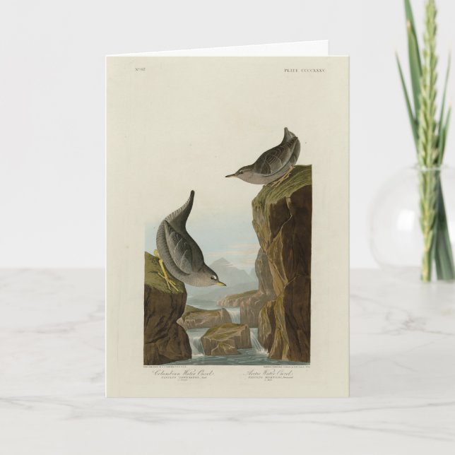 Carte Columbian Water Ouzel, Audubon's Birds of America (Devant)