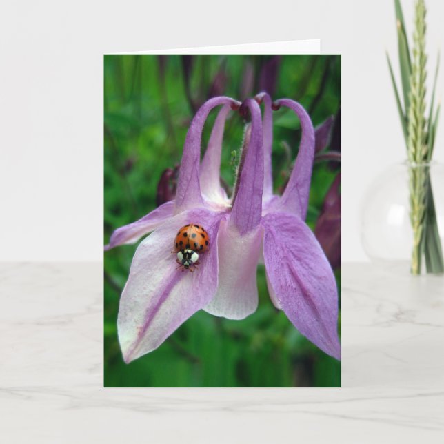 Carte Columbine 2 (Devant)