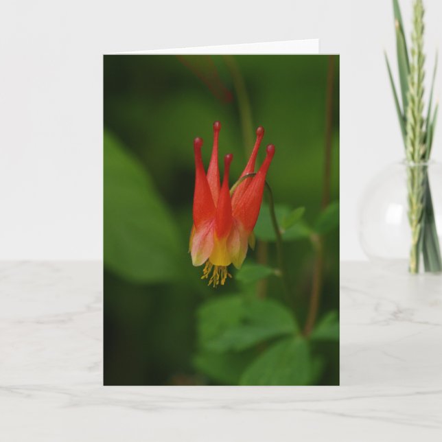 Carte Columbine rouge (Devant)