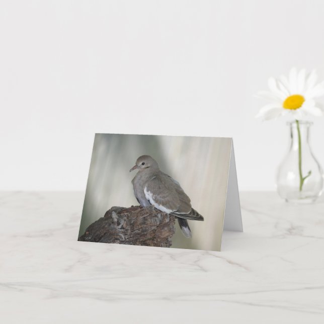 Carte Comfy Dove Inspirational Note Card (Petite plante)