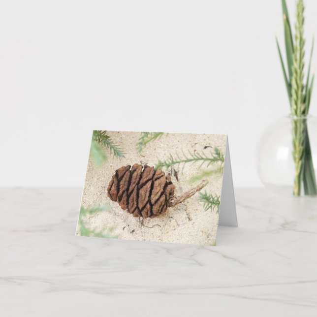 Carte Cône Sequoia Tree sur le sol sablonneux (Devant)