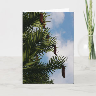 Carte cône Wollemi Pine Tree