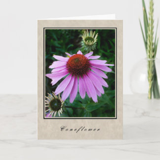 Carte Coneflower