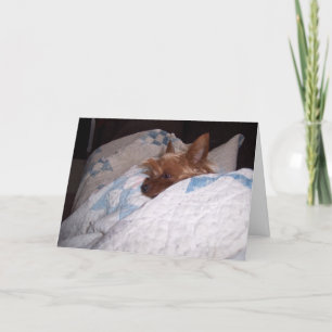 Carte Confort d'Alfie