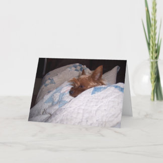 Carte Confort d'Alfie