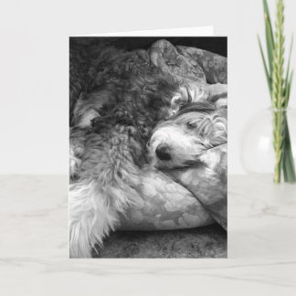 Carte Confortable Snooze Vieux Anglais Sheepdog