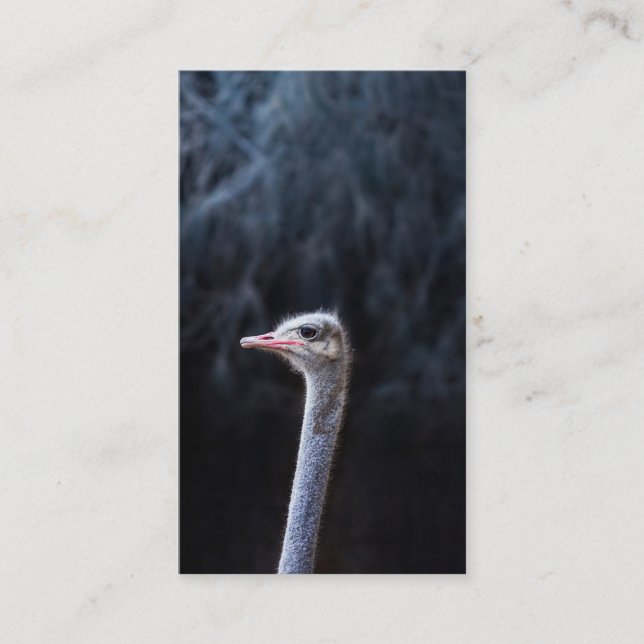 Carte Conseil Photographie d'autruche (Devant)